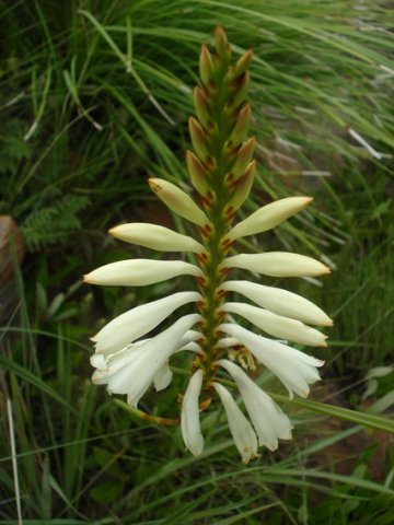 Watsonia watsonioides flower spike